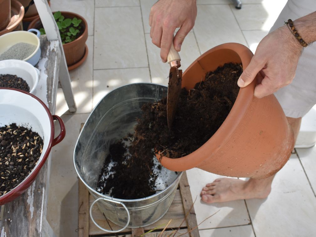 Alte Blumenerde wird von Topf in Kübel geleert