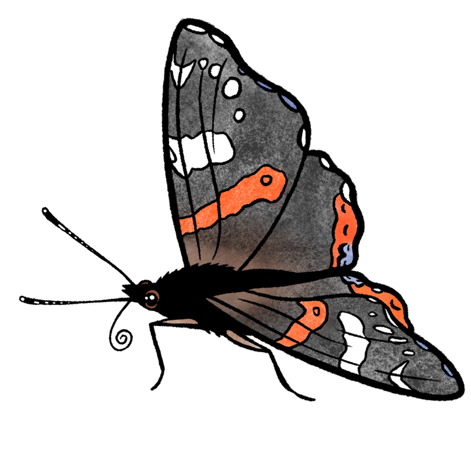 Admiral