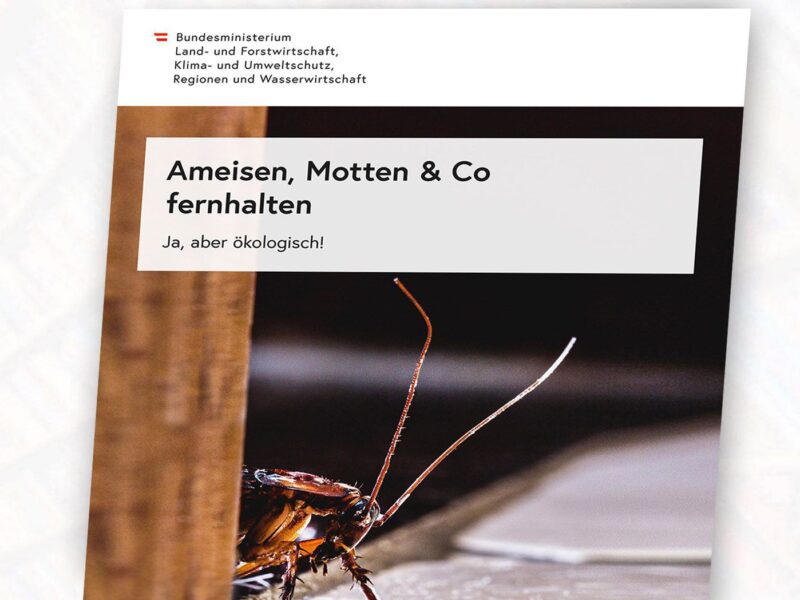 Cover Broschüre mit Ameise drauf