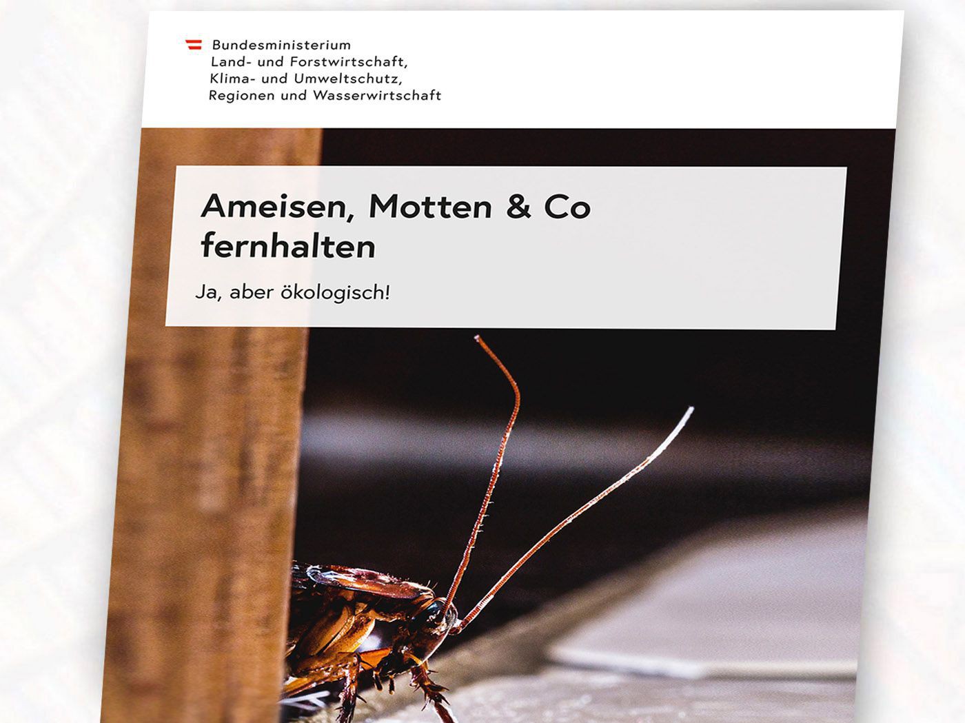 Cover Broschüre mit Ameise drauf