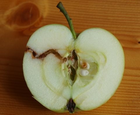 Apfelwickler1
