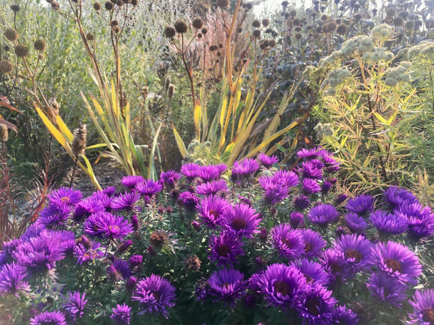 Staudenbeet mit Aster novae-angliae  'Purple Dome'