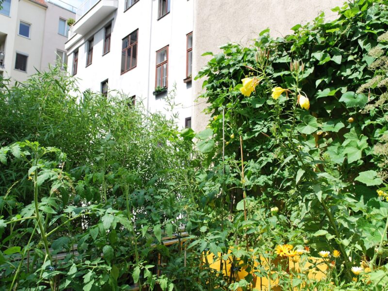 Balkon mit Gemüsepflanzen