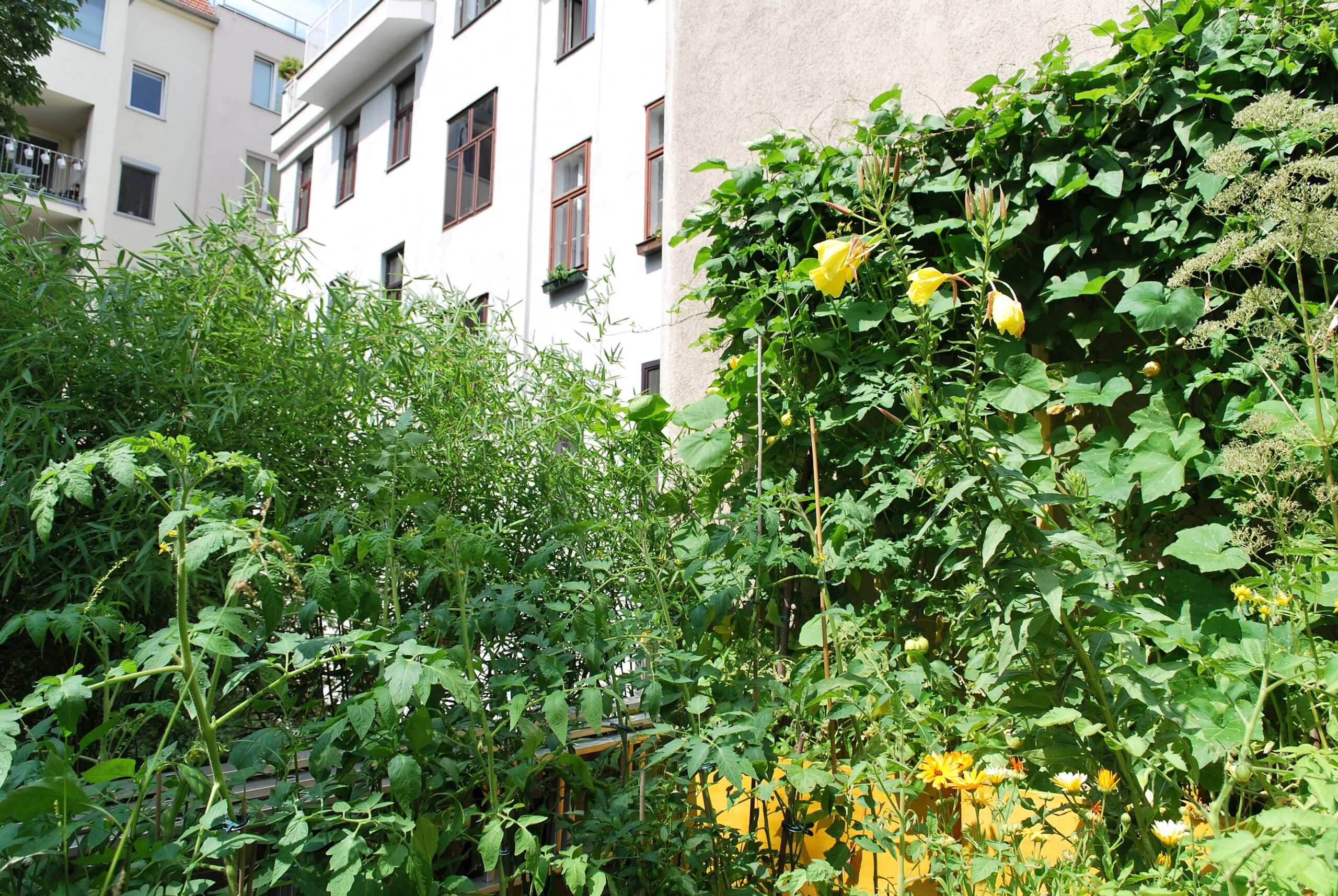 Balkon mit Gemüsepflanzen