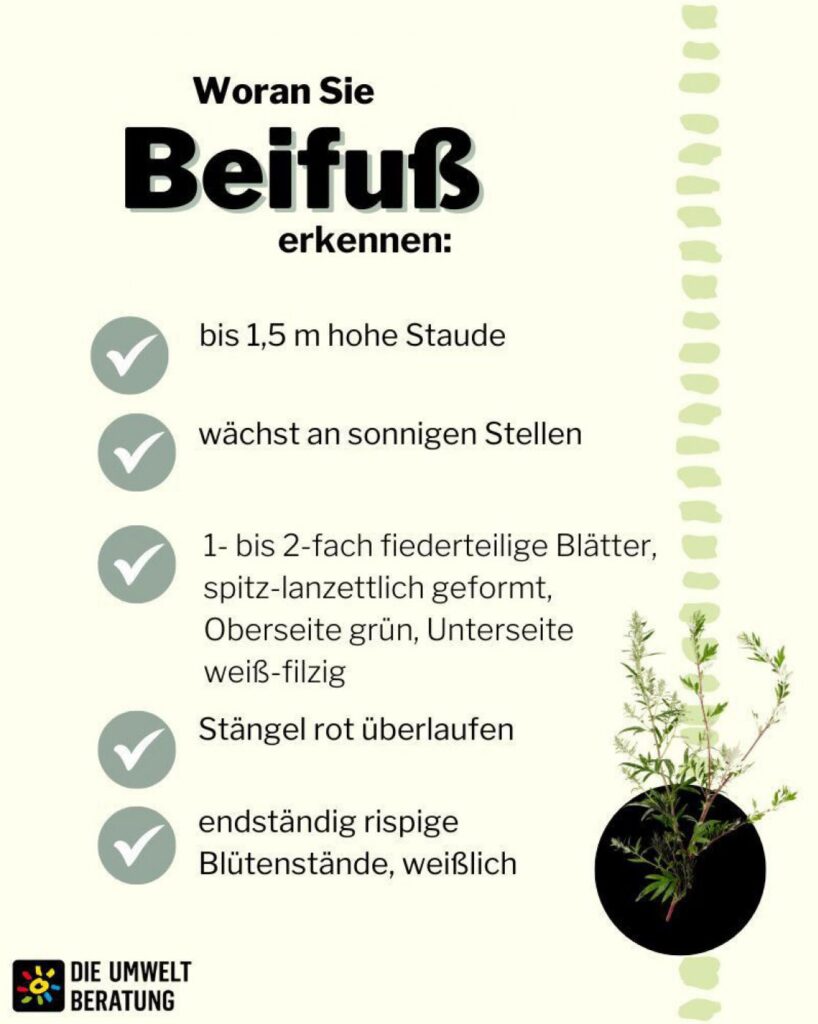 Beifuß erkennen
