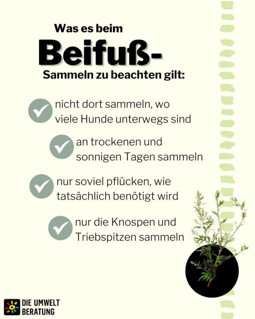 Tipps fürs Beifuß-Sammeln
