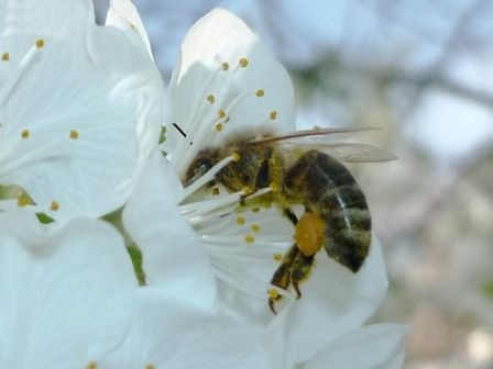 Biene auf Weichselblüte