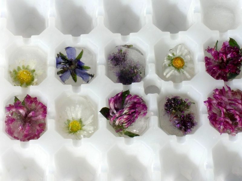 Blüten-Eiswürfel