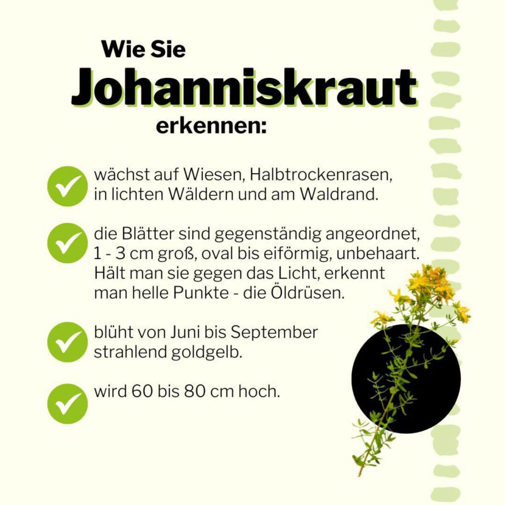 Erkennungsmerkmale des Johanniskraut - siehe Text