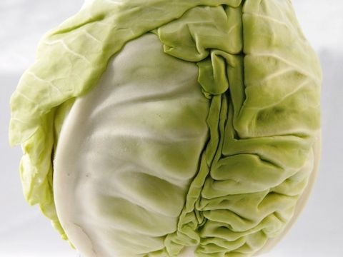 Kraut