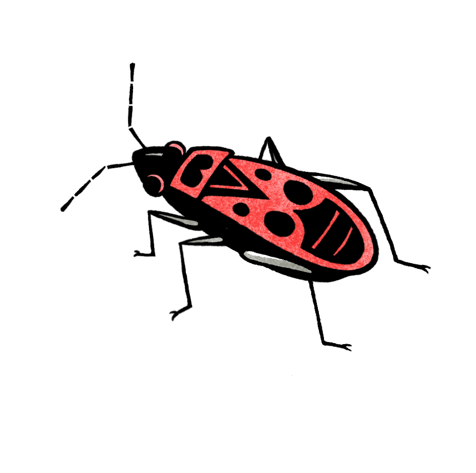 Feuerwanze