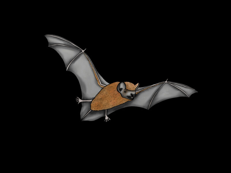 Fledermaus Illustration