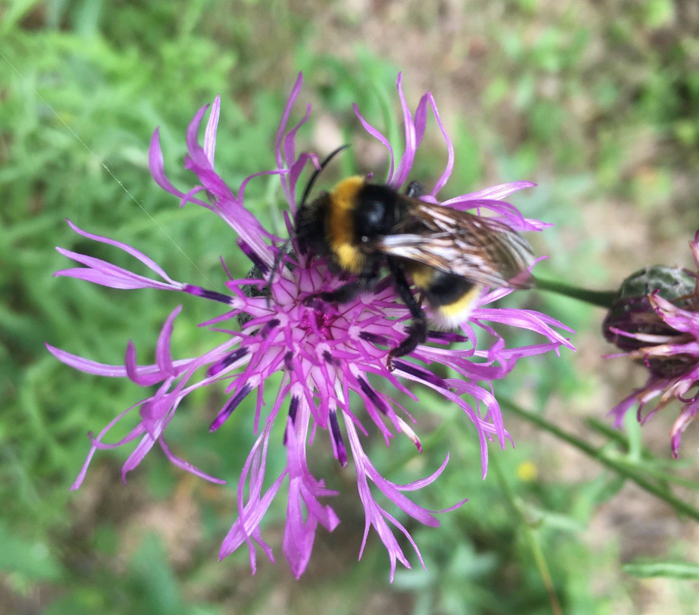 Flockenblume