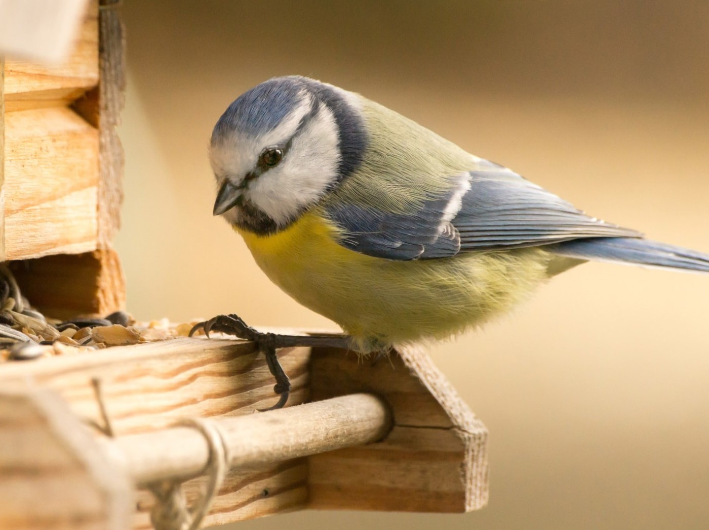 Blaumeise am Futterhaus