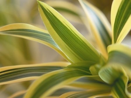 Dracaena