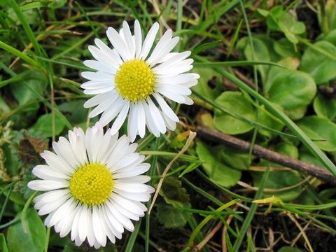 Gänseblümchen
