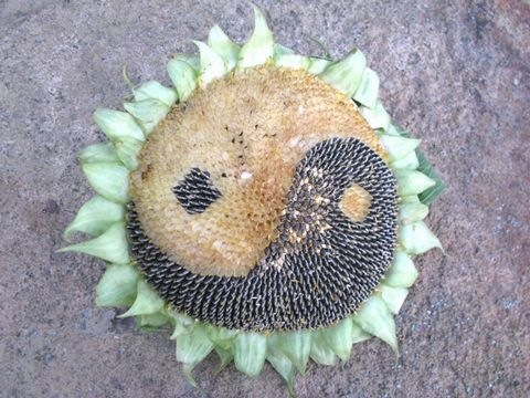 Apfelkuchen mit Sonnenblumenkernen