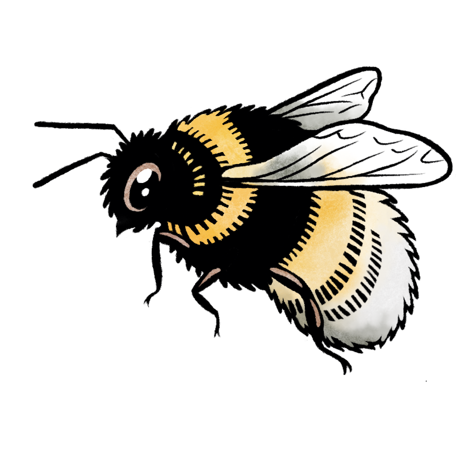 Erdhummel