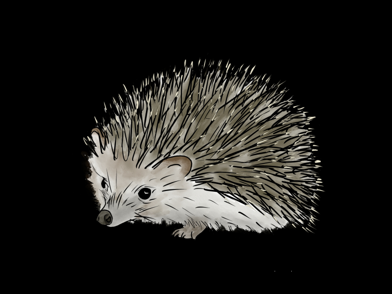 Igel Illustration