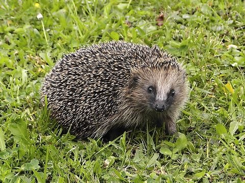 Igel