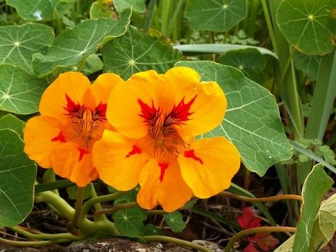 2 orange Blüten