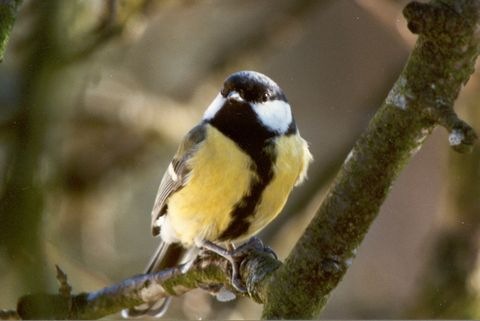 Kohlmeise_Manfred