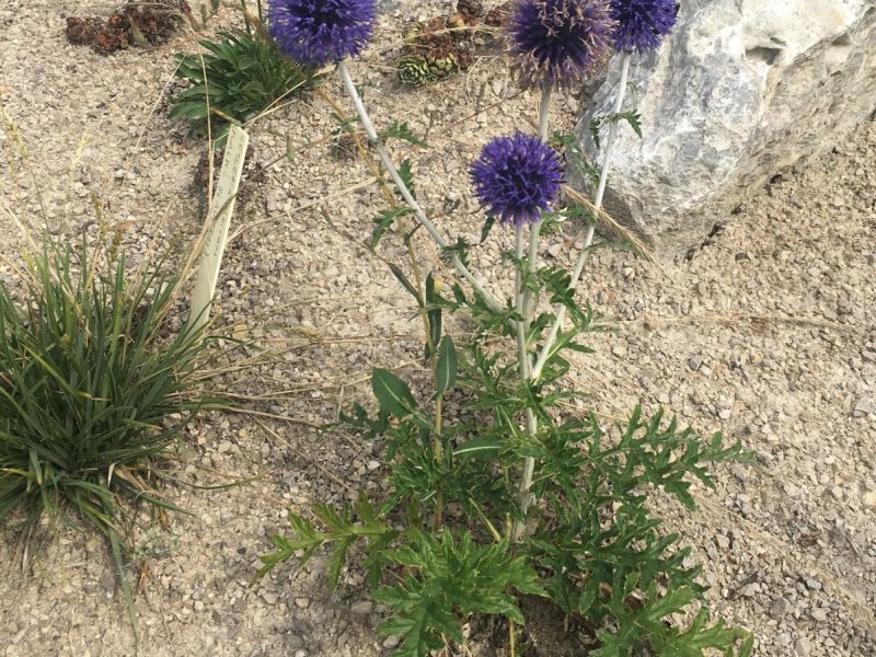Kugeldistel