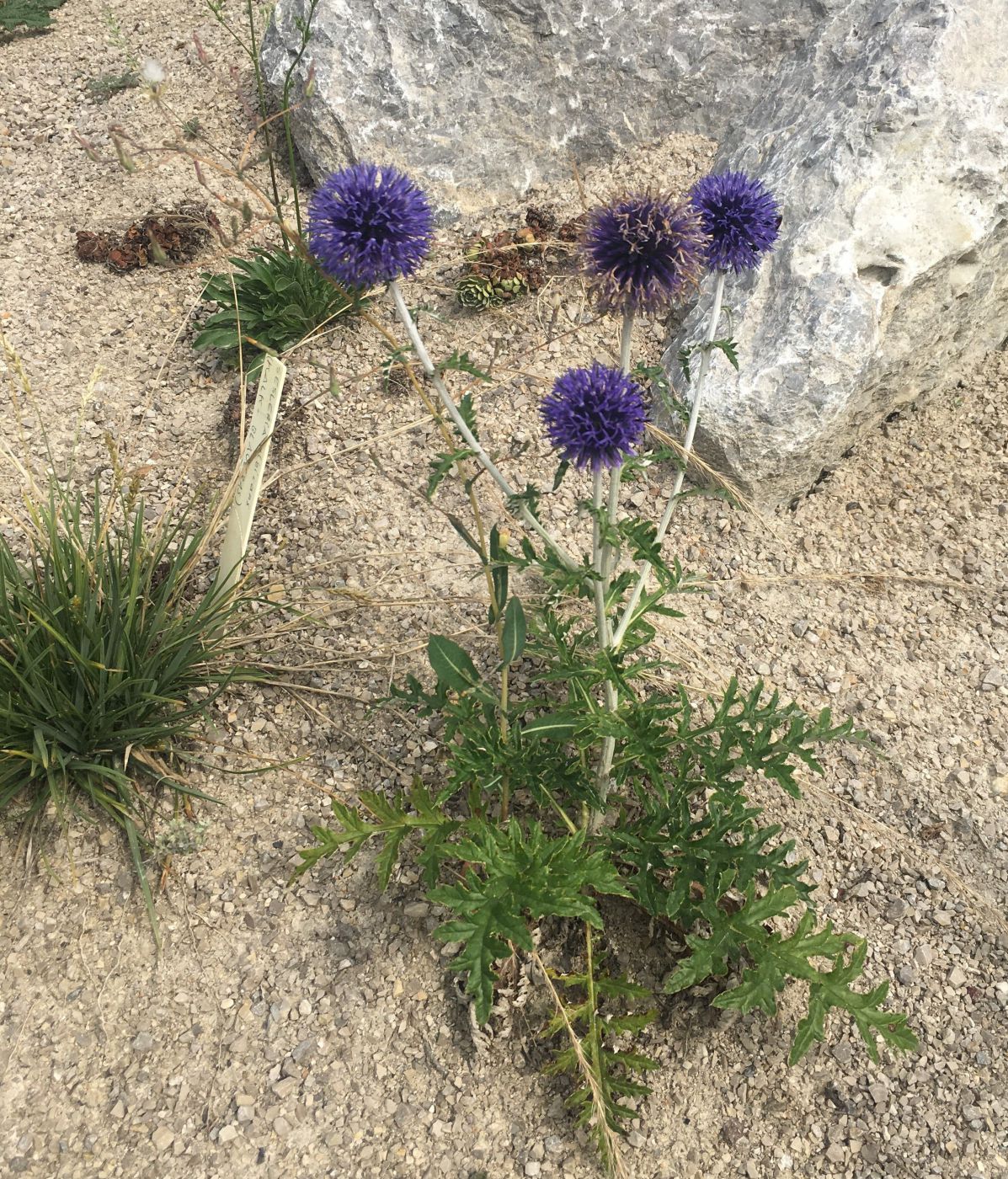 Kugeldistel
