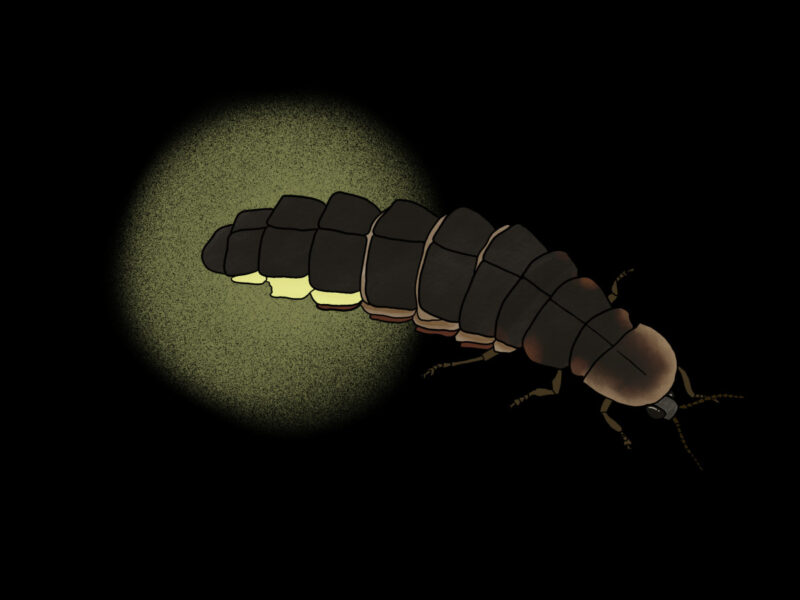Glühwürmchen Illustration