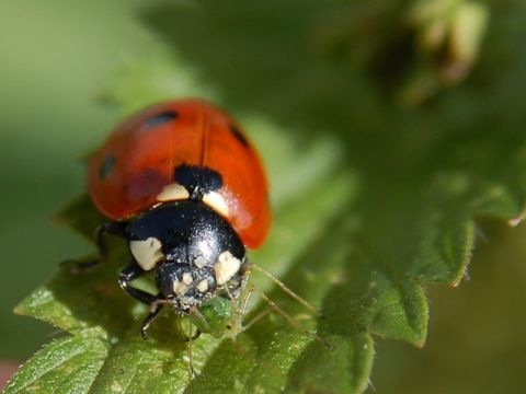 Marienkäfer frisst Blattlaus
