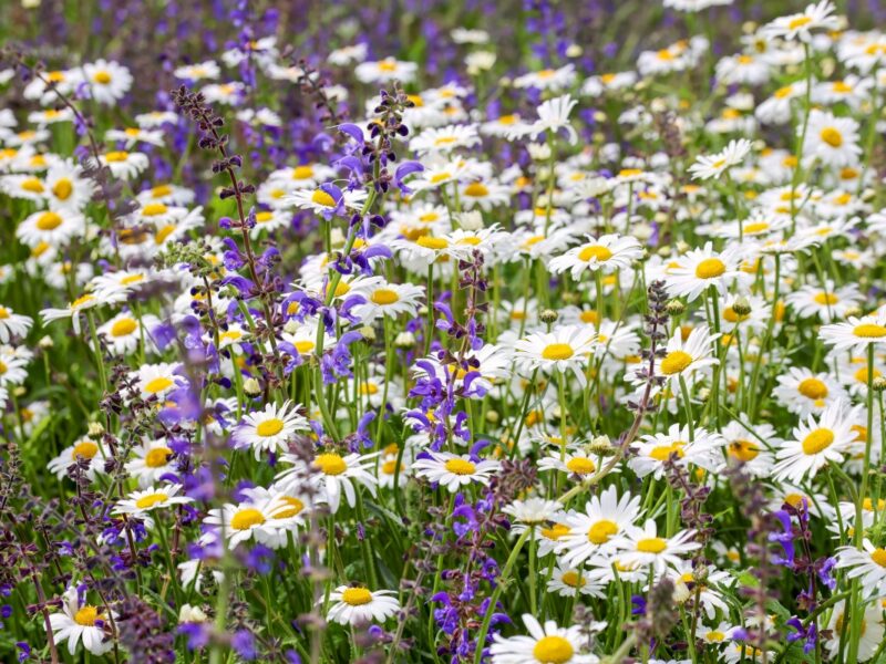 Wiese mit Margeriten und Wiesensalbei