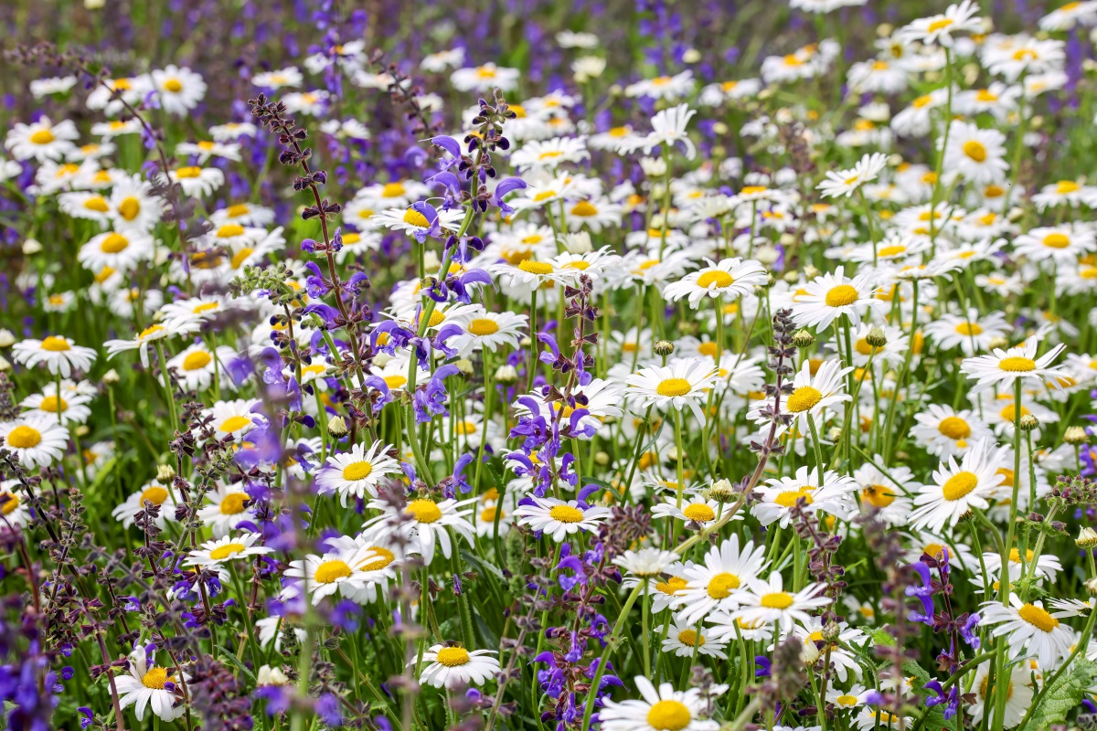 Wiese mit Margeriten und Wiesensalbei