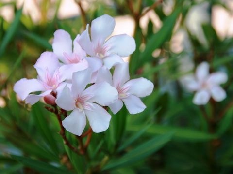 Oleander-Wuerthner-web