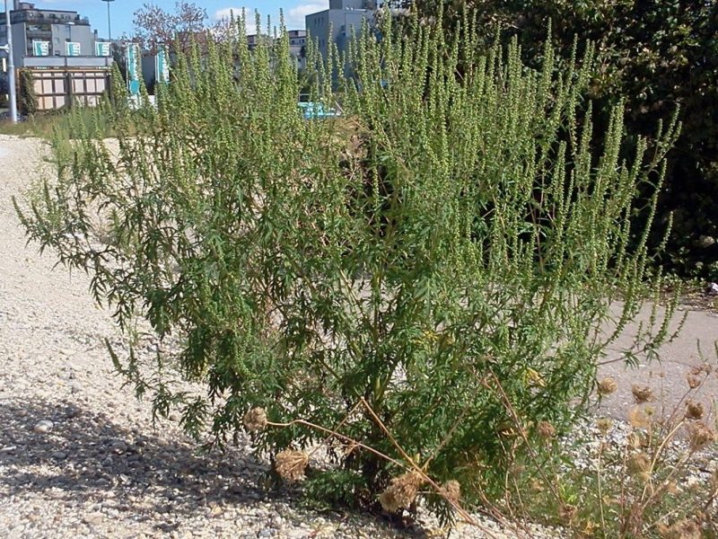 Ragweed