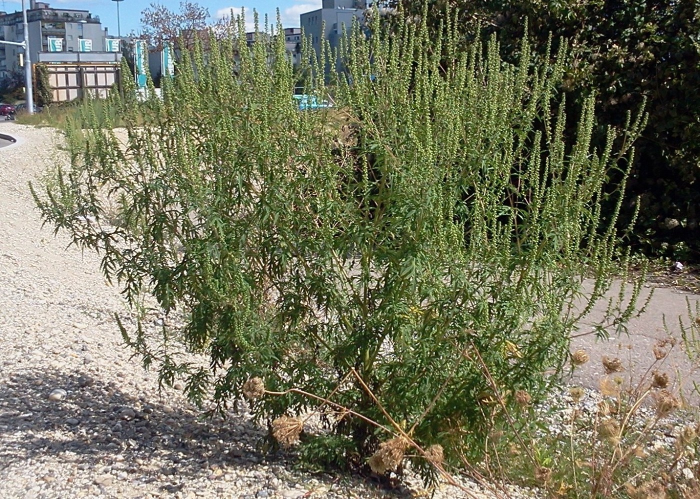Ragweed