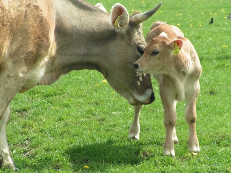 Rind mit Kalb
