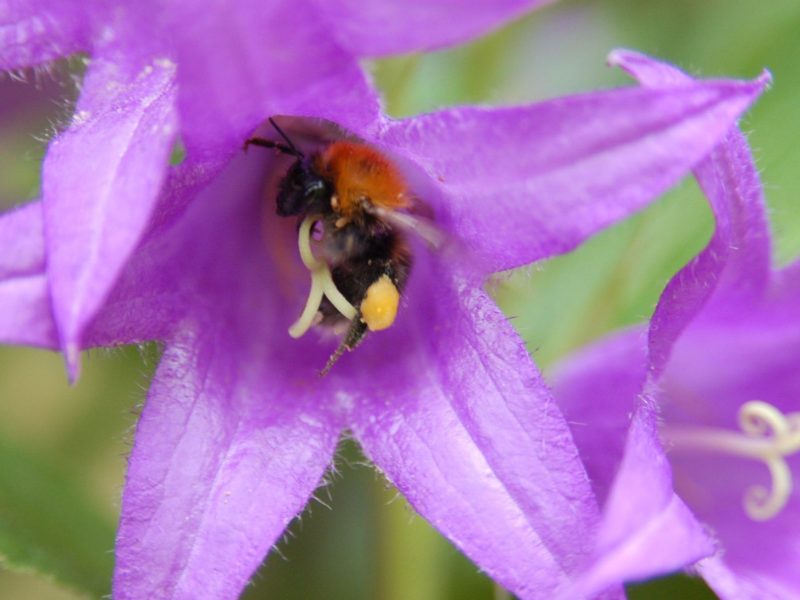 Biene in Glockenblume
