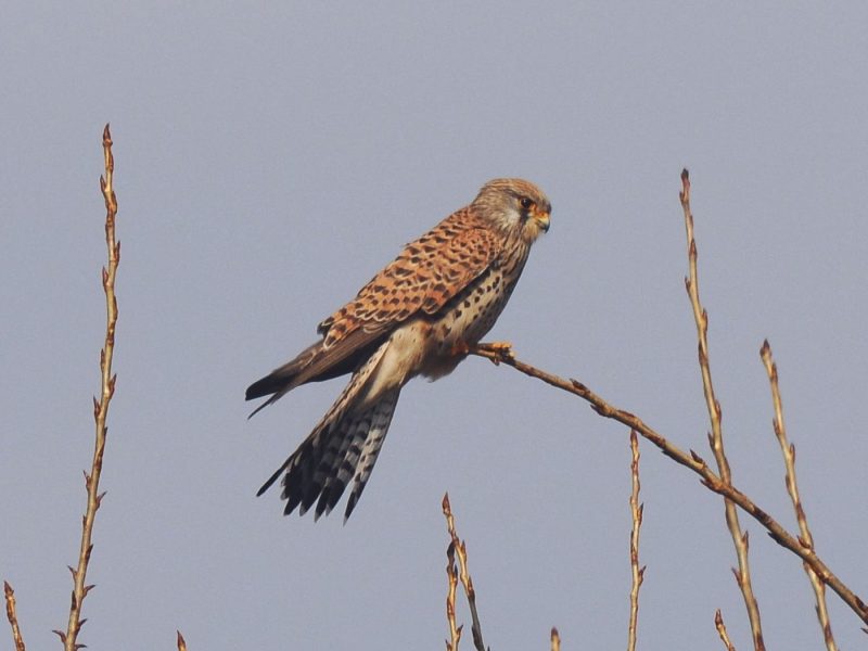 Turmfalke4_c_Ferdinand_Schmeller