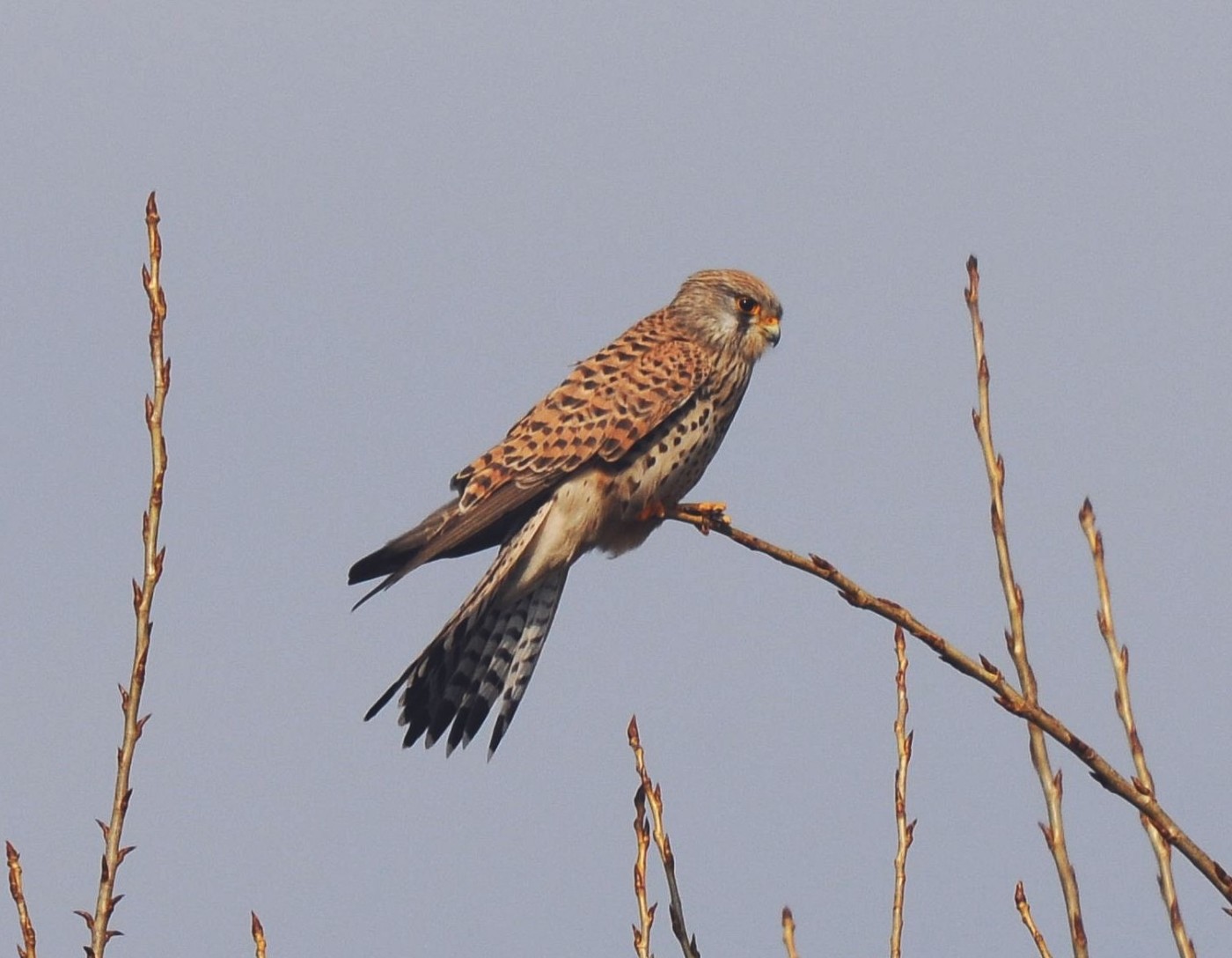 Turmfalke4_c_Ferdinand_Schmeller