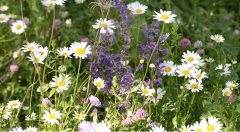 Blumenwiese mit Margeriten und Wiesensalbei