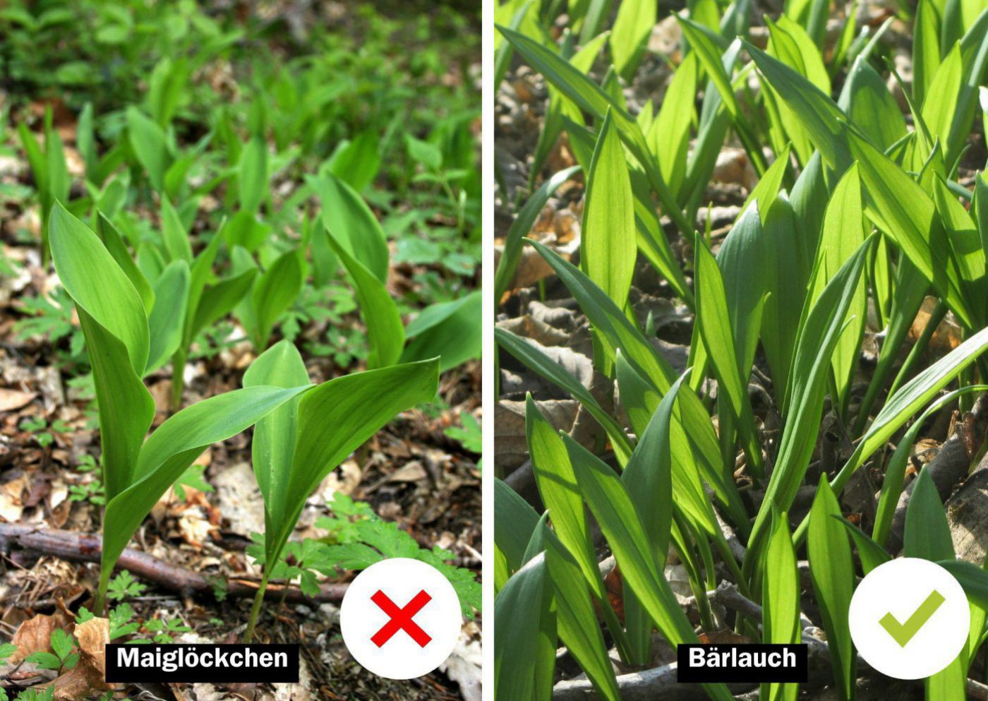 Giftige Maiglöckchenblätter im Vergleich mit Bärlauchblättern