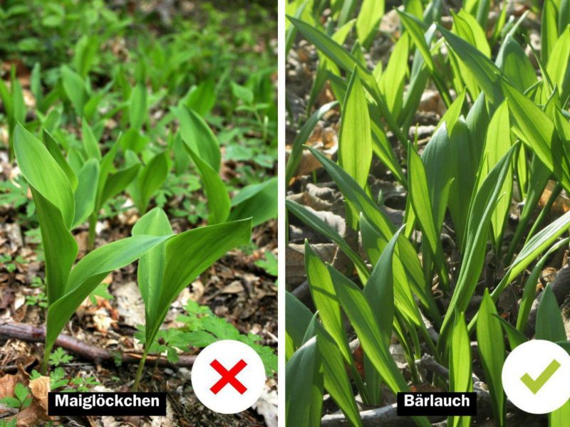 Giftige Maiglöckchenblätter im Vergleich mit Bärlauchblättern