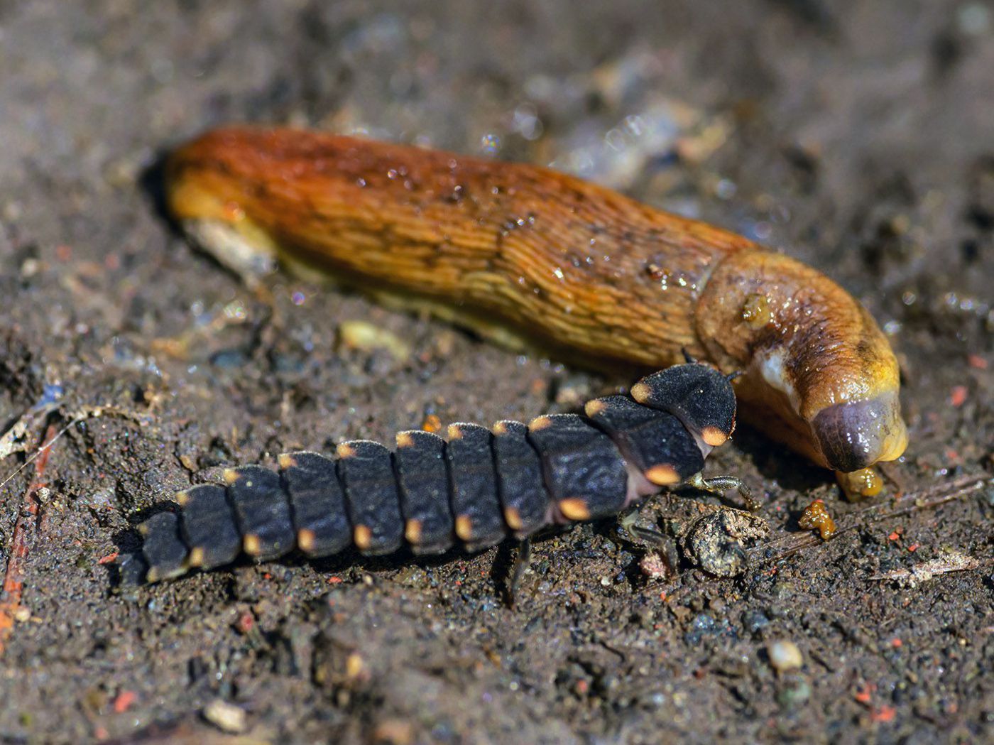 Glühwürmchenlarve frisst Schnecke