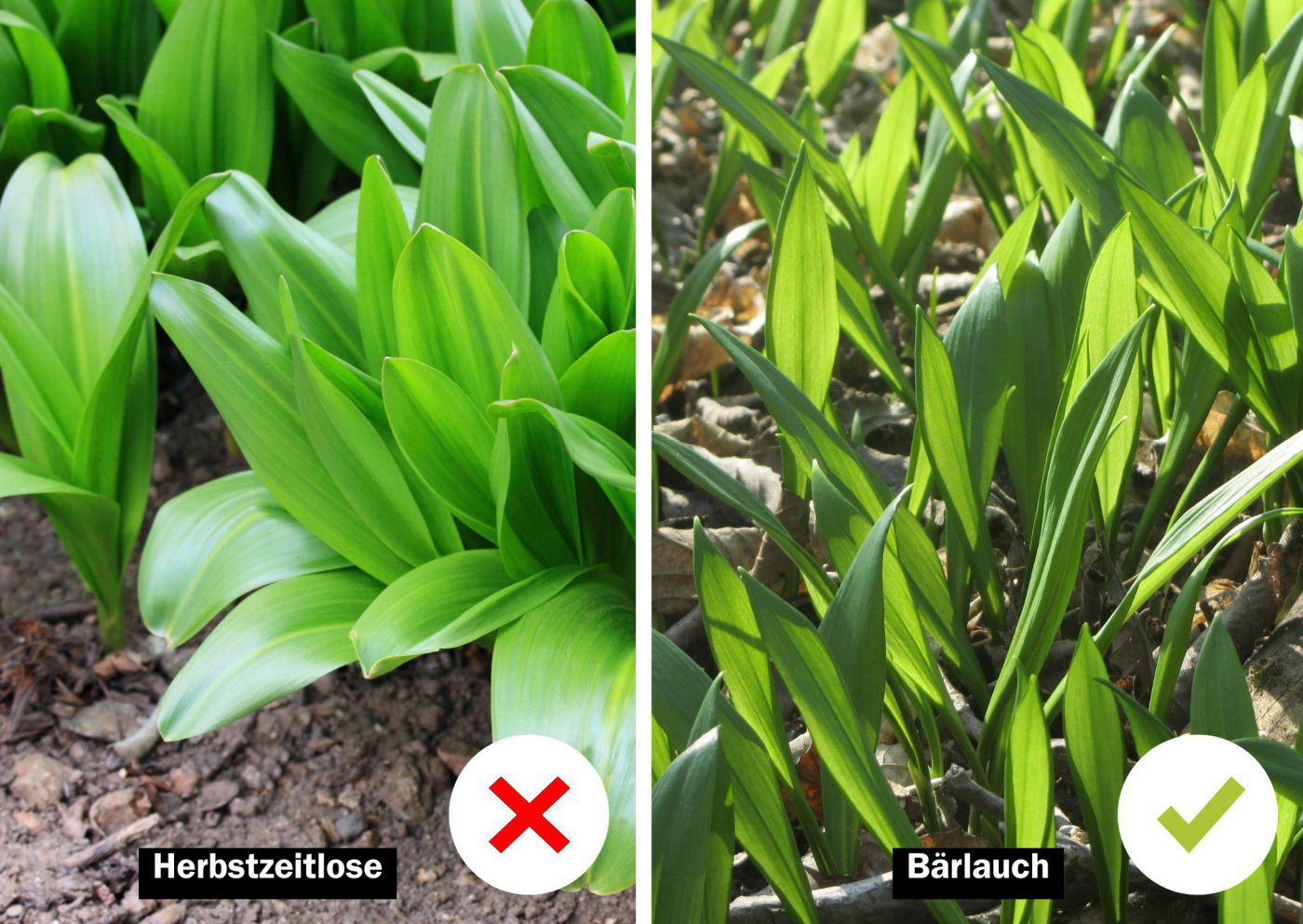 Herbstzeitlose und Bärlauch im Vergleich