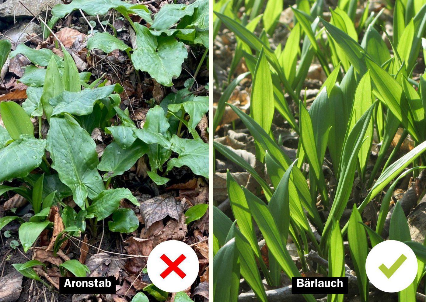 Aronstab und Bärlauch im Vergleich