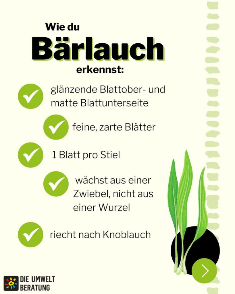 Grafik mit Text, wie man Bärlauch erkennt