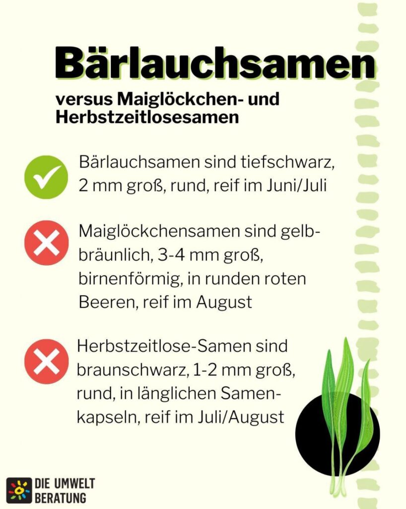 Grafik mit Textinfo, wie man Bärlauchsamen erkennt