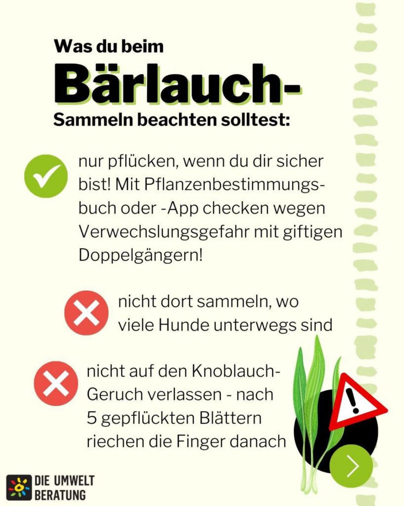 Grafik mit Text, fürs richtige Bärlauchsammeln