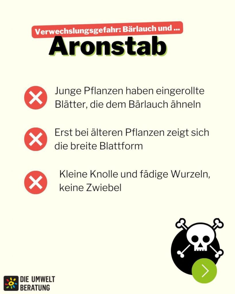 Grafik mit Infos zur Verwechslungsgefahr von Bärlauch und Aronstab