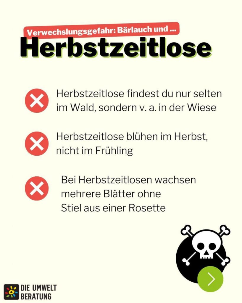Baerlauch versus Herbstzeitlose